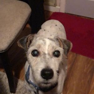 Meet your Posher, Barbie